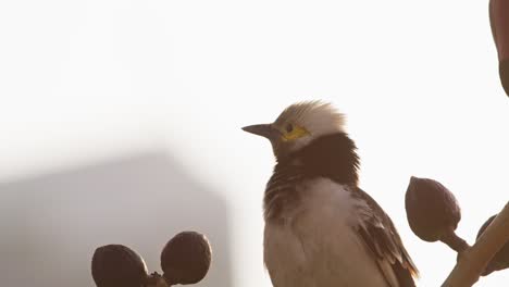 vista inferior del pájaro estornino en el bosque