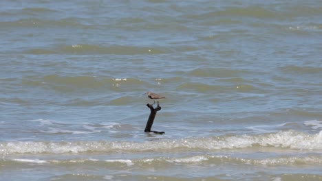 perched while balancing and fighting the wind on a branch of a driftwood jutting out of rough waves