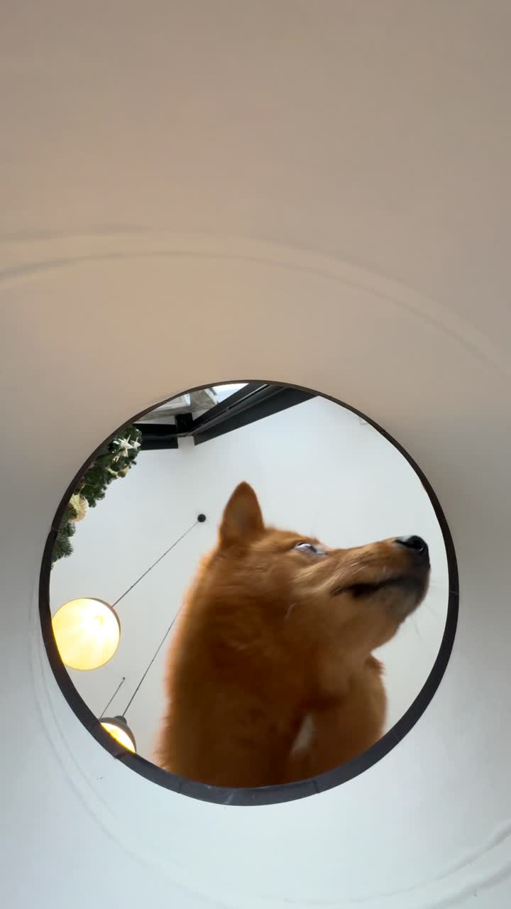 귀여운 핀란드 스피츠 개가 구을 통해보고 있습니다.