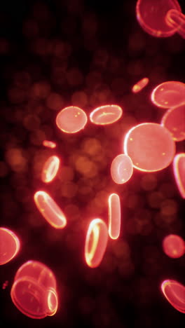 red blood cells under a microscope