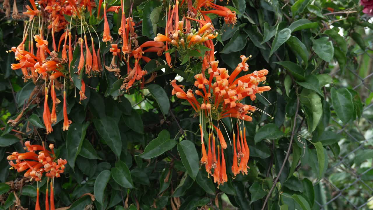 Plant Pyrostegia venusta flame vine orange trumpet exotic nature South America