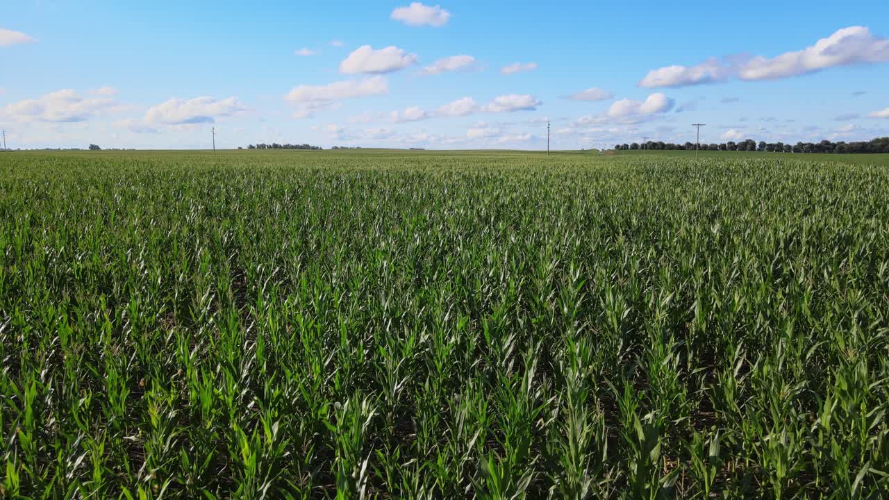 Lush Corn Plants Grow in Neat Rows Under a Clear Sky in the Rural Farmlands of La Pampa, Argentina - Drone Flying Forward
