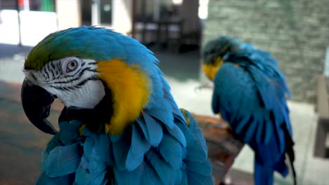 slomo close-up of two beautiful blue and yellow macaw parrots picking their feathers