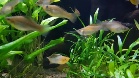 common molly fishes swimming fast next to the camera