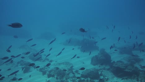 Naturaleza-En-Movimiento,-Banco-De-Peces-Nadan-Con-Gracia-Cerca-Del-Fondo-Del-Océano