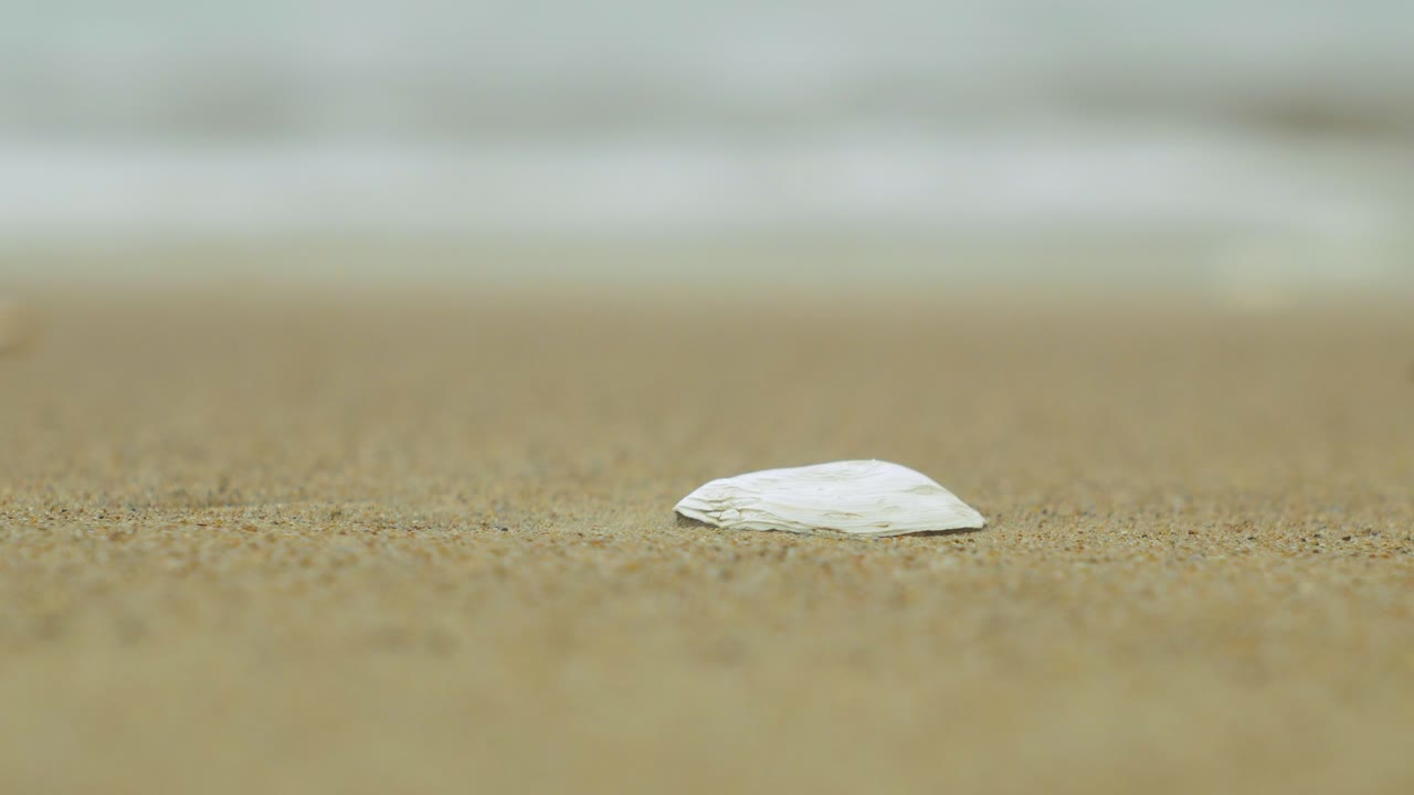 Seashells on the white sand beach in summer, calm waves, Baltic sea coastline, summer vacation, relaxation, ocean, travel concept, low closeup shot, shallow depth of field