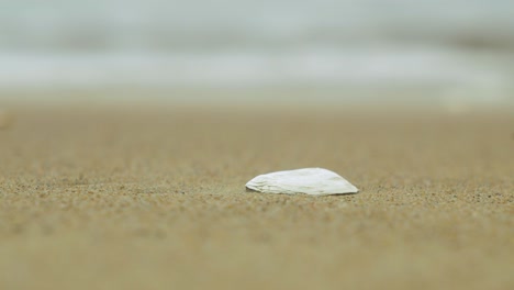 seashells on the white sand beach in summer, calm waves, baltic sea coastline, summer vacation, relaxation, ocean, travel concept, low closeup shot, shallow depth of field