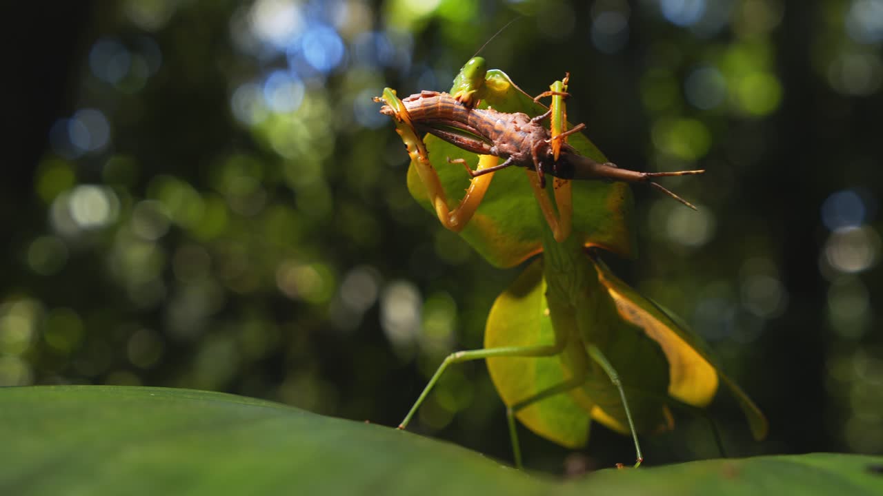 In Peru, a Monstrous cobra mantis clutches a brown grasshopper and eats it slowly on a rainforest leaf.