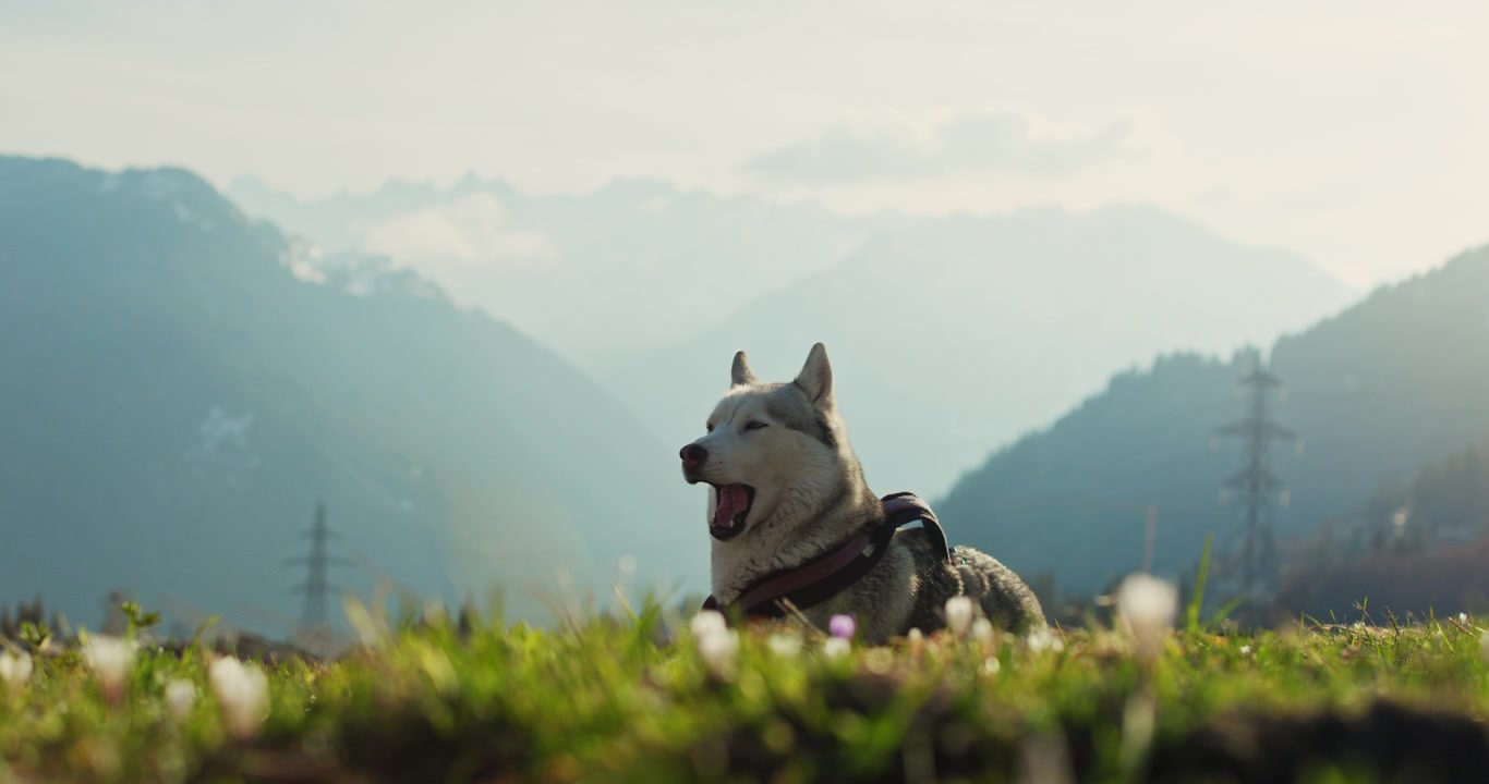 Husky in piedi in un prato alpino verde con vista sulle montagne di Verbier, Svizzera, in una soleggiata giornata primaverile.