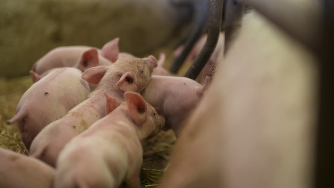 축산 농장의 돼지 돼지 사육 31세의 어린 새끼 돼지