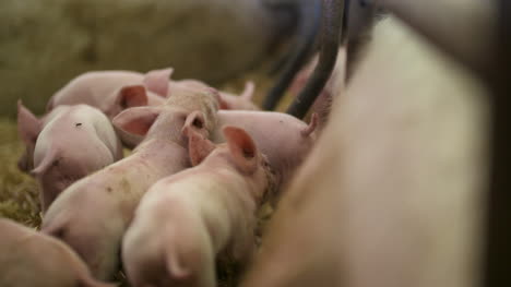 pigs on livestock farm pig farming young piglets at stable 31