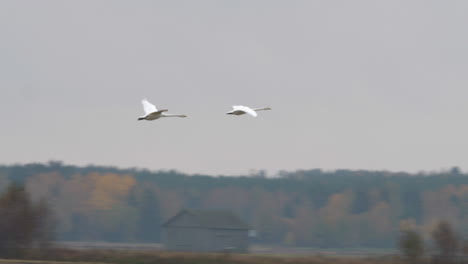 swans couple flying to south. tracking shot