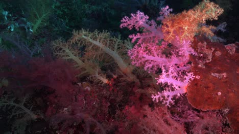 drifting above colorful soft corals in tropical ocean