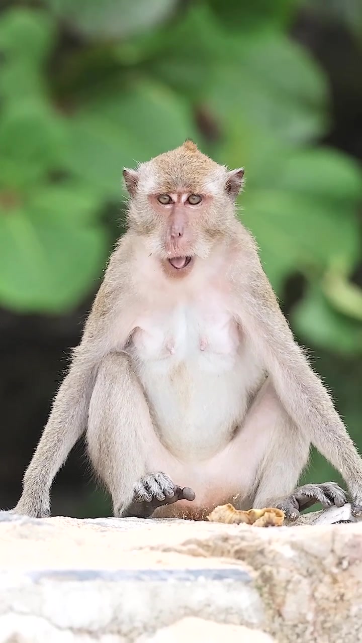 A curious macaque monkey sits on a stone ledge before walking through lush greenery.