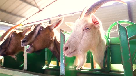 goats eating grain from tray on milking stand while being milked on dairy goat farm, low angle close up.