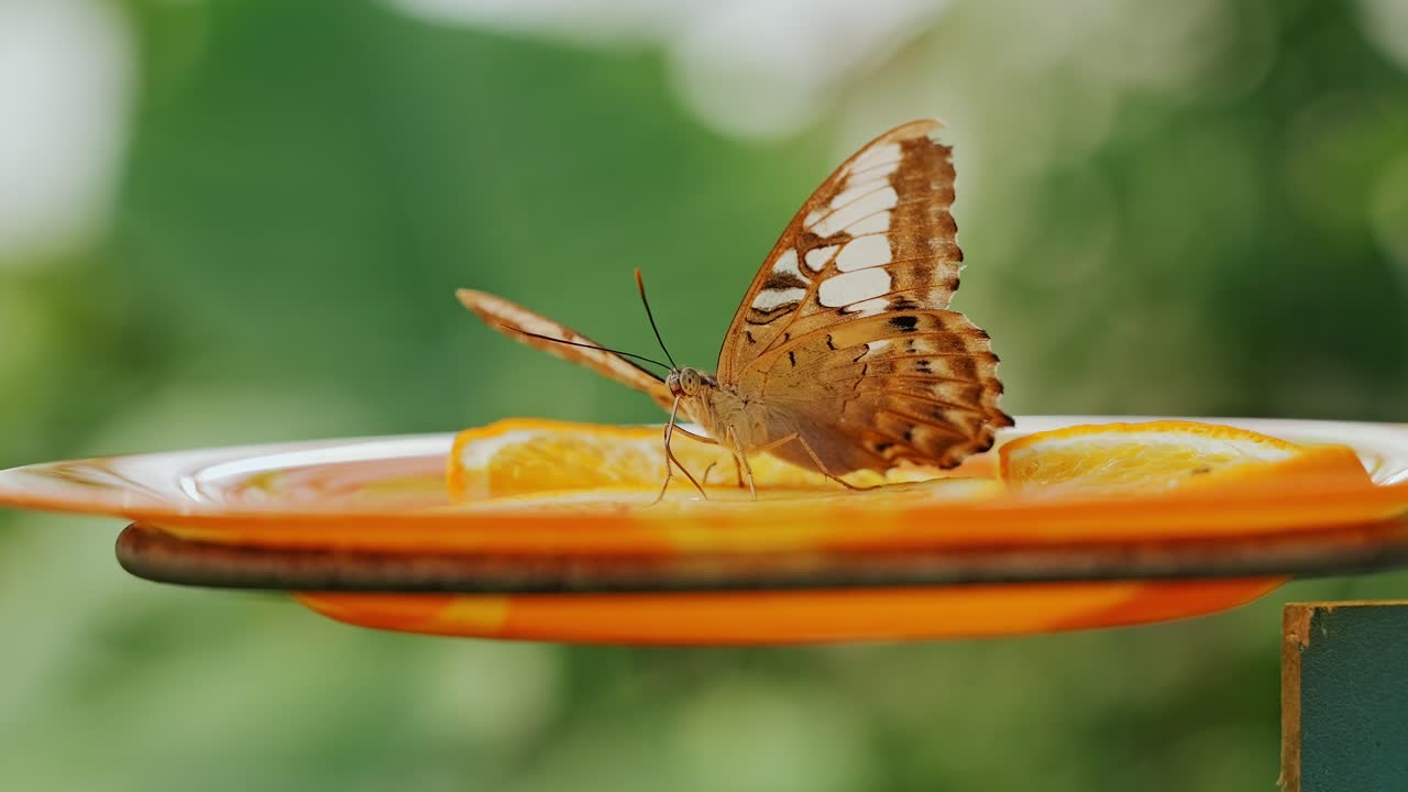 Botanical Garden, Malachite butterfly rests delicately on juicy orange segments
