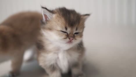 Two-British-Golden-Chinchilla-kittens-are-sitting-on-the-couch,-one-of-the-kittens-wants-to-sleep-and-sits-with-closed-eyes