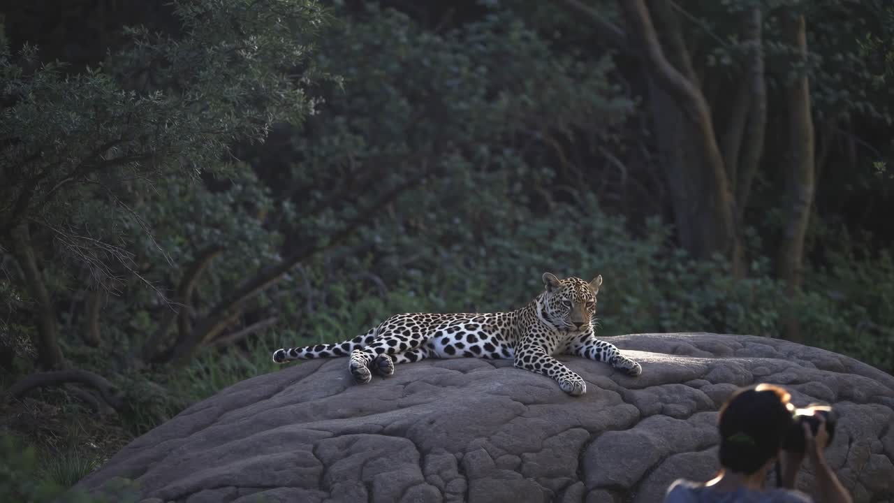 바위 위 에 고 있는 호랑이, 배경 에 있는 사진작가