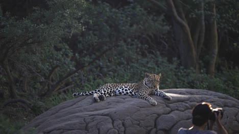 leopardo descansando en una roca, fotógrafo en el fondo