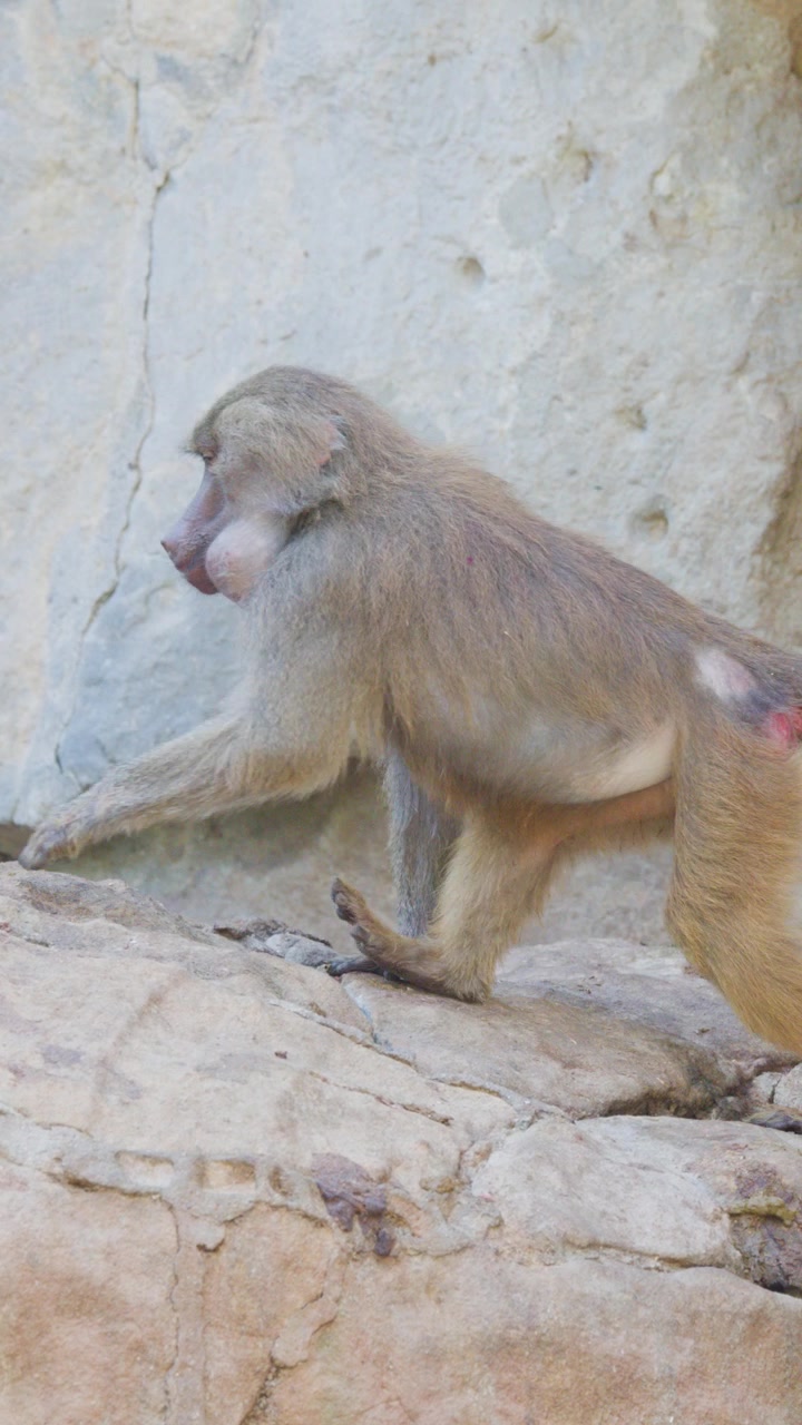 Un babbuino attraversa un affioramento roccioso alla luce del giorno, con un movimento di telecamera stabile che segue il suo percorso. L'illuminazione naturale evidenzia la pelliccia dell'animale e lo sfondo di pietra texturizzata