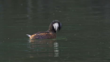 Close-view-of-white-tufted-grebe-swimming-with-tiny-bugs-swarming-over