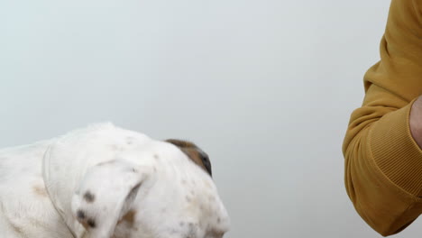 Owner-of-white-boxer-dog-giving-popcorn-with-his-mouth,-static-view