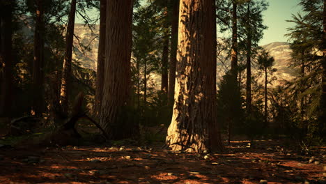 famous-Sequoia-park-and-giant-sequoia-tree-at-sunset