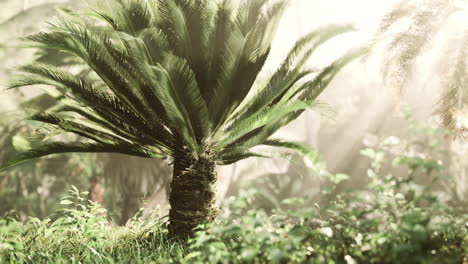 tropical forest with plants and trees in sunlight