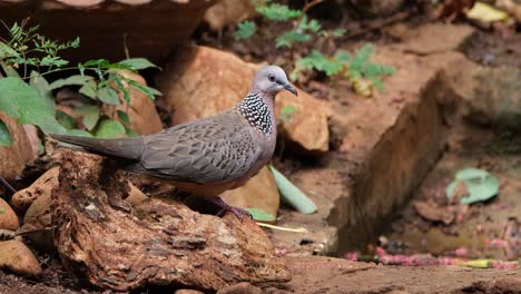 Seen-standing-and-looking-around-before-it-enters-a-birdbath,-Spotted-Dove-or-Eastern-Spotted-Dove-Spilopelia-chinensis,-Thailand