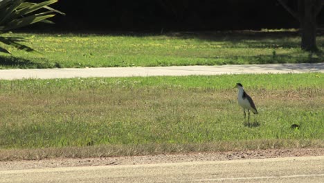 pájaro plover de ala de regazo enmascarado caminando por la franja natural