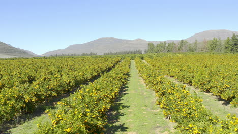 rows and rows of citrus