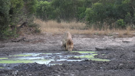 slow zoom in to male lion drinking water out of muddy pond, sipping slowly