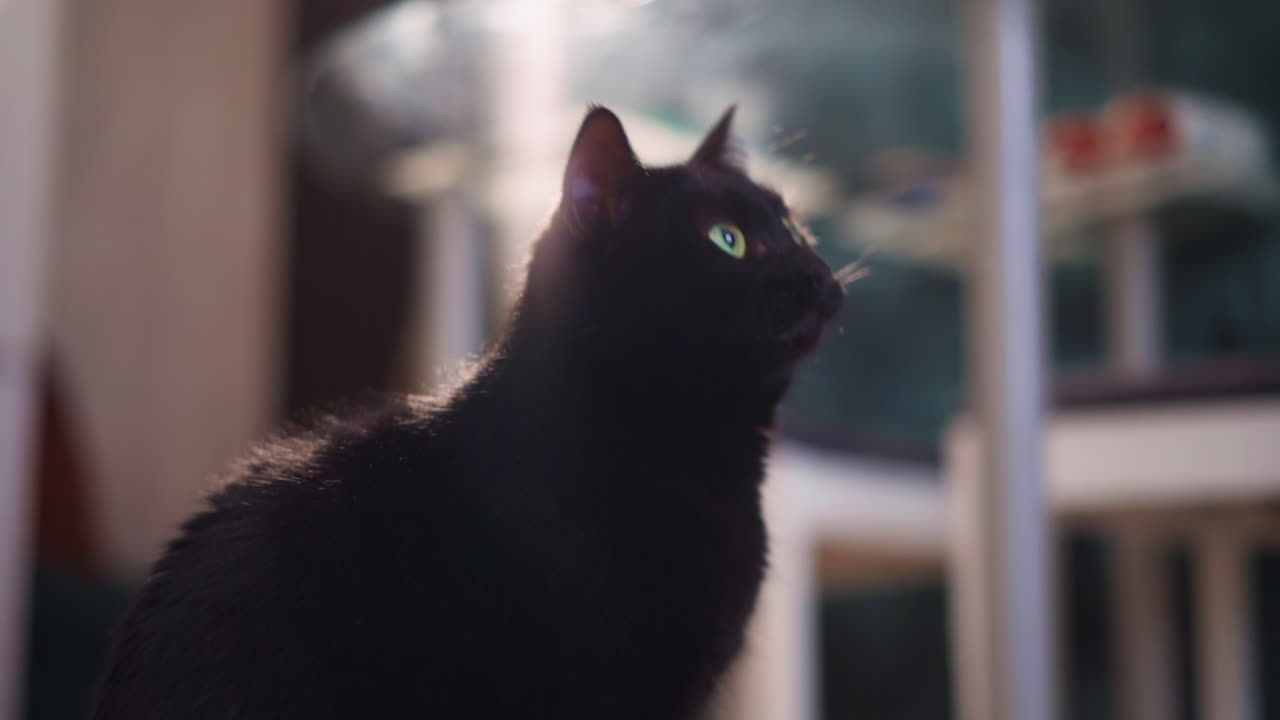 Playful Cat Interacts With Toy, Inquisitive Cat Stretches Paws Toward Swinging Paper Toy In Kitchen, Playful Black Cat Attempts To Reach Hanging Paper Toy With Curious And Lively Movements
