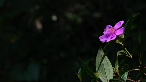 Auf-Der-Rechten-Seite-Komponiert,-Sodass-Text-Und-Grafiken-Auf-Der-Linken-Seite-Platziert-Werden-Können,-Schöne-Rosa-Wildblume,-Thailand