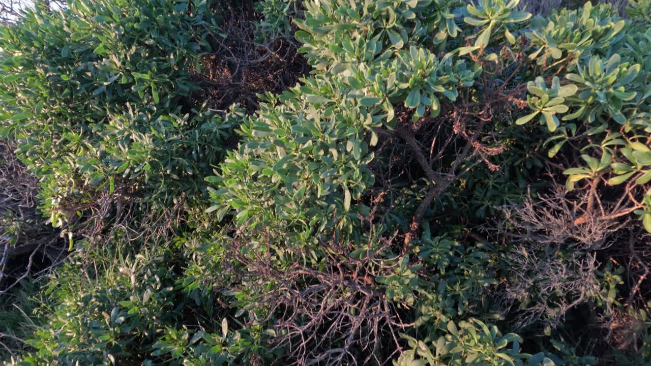 vegetación exuberante con un cielo azul claro