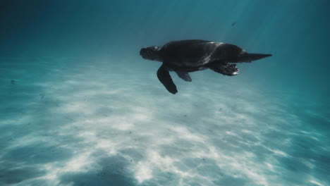 Sea-turtle-flaps-flippers-as-it-swims-gracefully-underwater-in-slow-motion-with-white-sandy-bottom