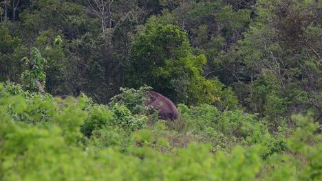 Los-Elefantes-Asiáticos-Son-Especies-En-Peligro-De-Extinción-Y-También-Son-Residentes-De-Tailandia