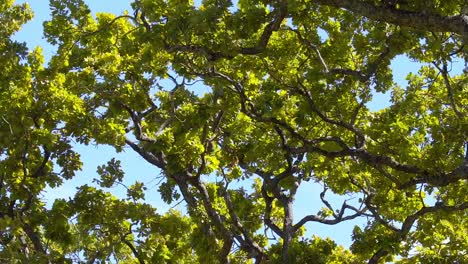 close up of trees and branches and leaves