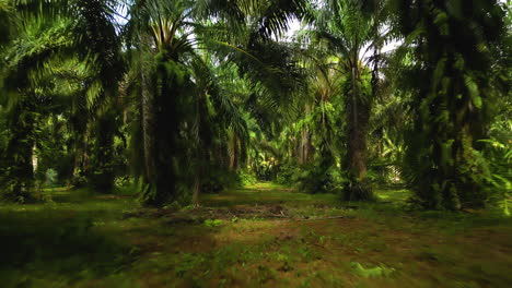 plantación de palmeras tropicales que producen aceite de palma, koh lanta, tailandia