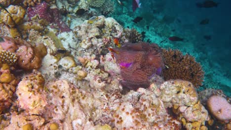 topical saltwater fish ,clownfish - coral reef in the maldives, anemonefish