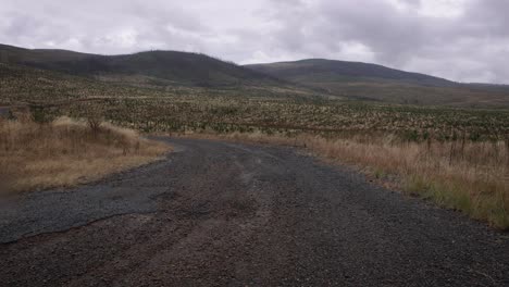 Plantación-De-Pinos-En-El-área-Regional-De-Nueva-Gales-Del-Sur