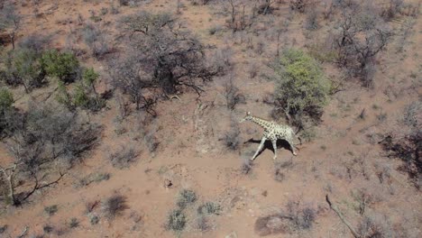 Jirafa-Corriendo-Entre-Arbustos-En-Sabana,-Namibia