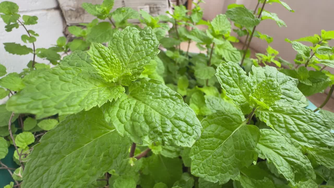 Plant of fresh green mint swaying with wind in slow motion