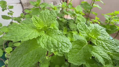 plant of fresh green mint swaying with wind in slow motion