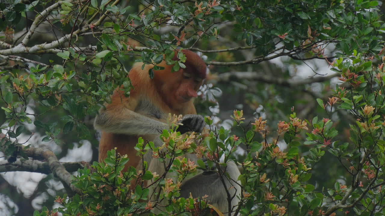 Proboscis Monkey in Rainforest