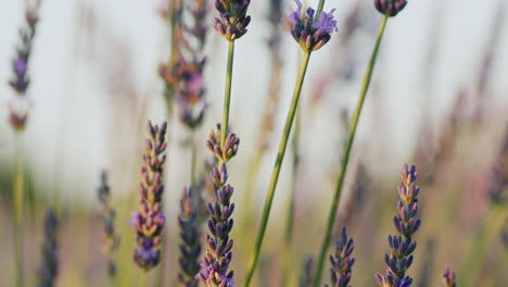 Row-of-lavender-bushes-at-sunset.-Dolly-4k-video