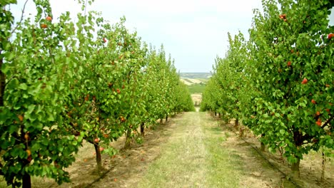 rows of apricot trees growing in a rural plantation during daytime