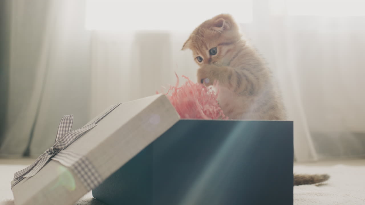 Funny red kitten unpacks gifts, looks into the box