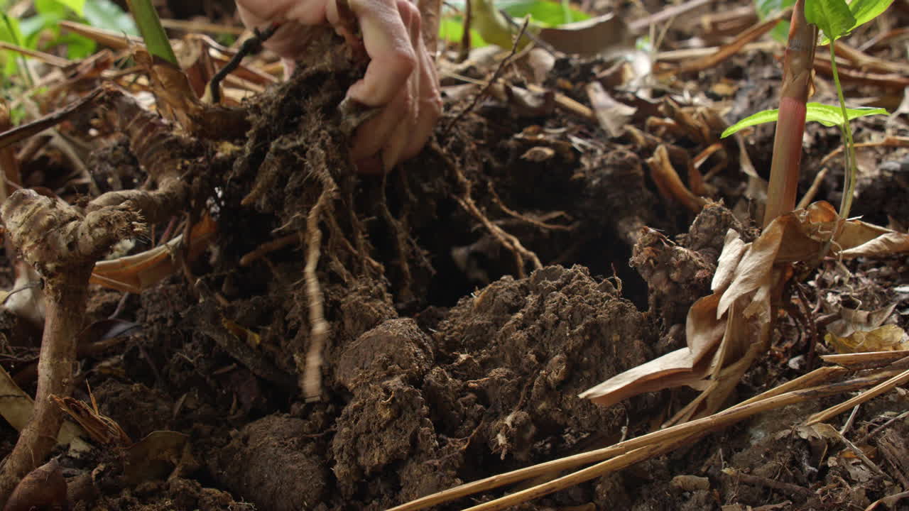 Person removing old plant roots from garden, close up view