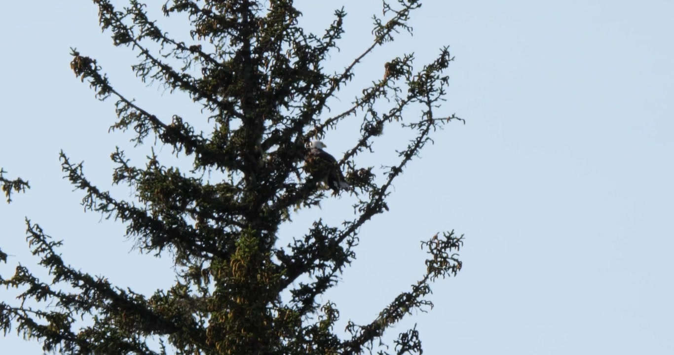 Orel bělohlavý odpočívající na borovici, Juneau, Aljaška.